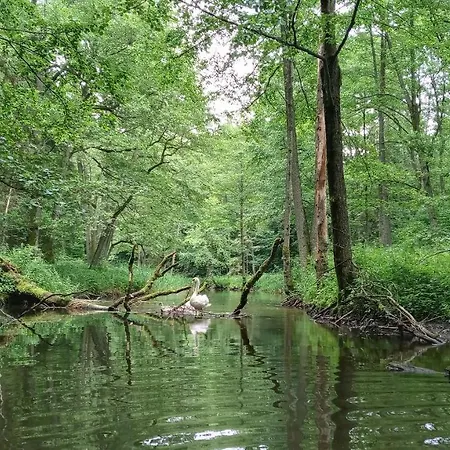 Forreset - Lesny Apartament, Sauna I Balia Jacuzzi 公寓