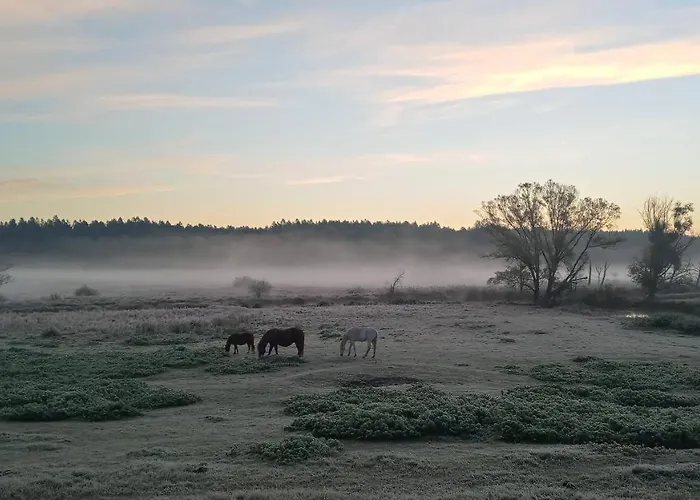 Forreset - Lesny Reset