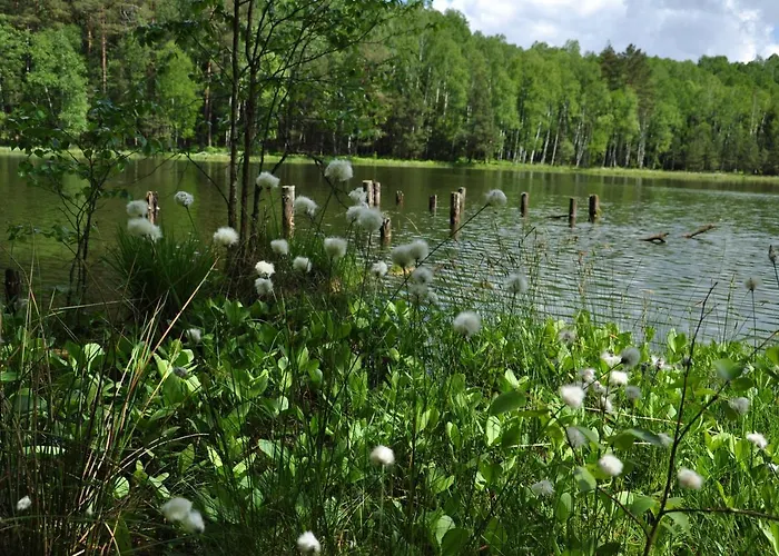 Forreset - Lesny Reset Daire Gietrzwałd